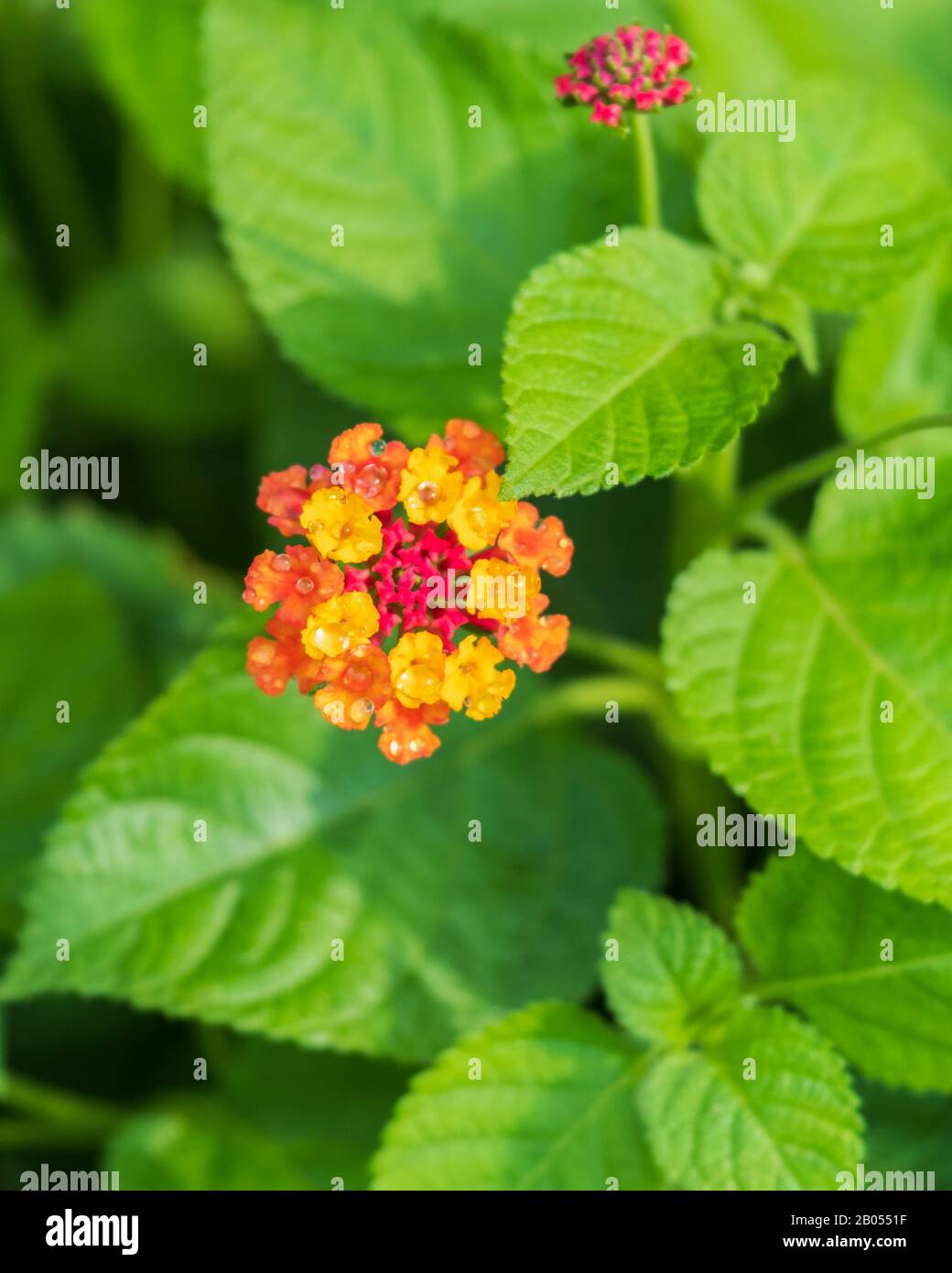 Yellow lantana hi-res stock photography and images - Alamy