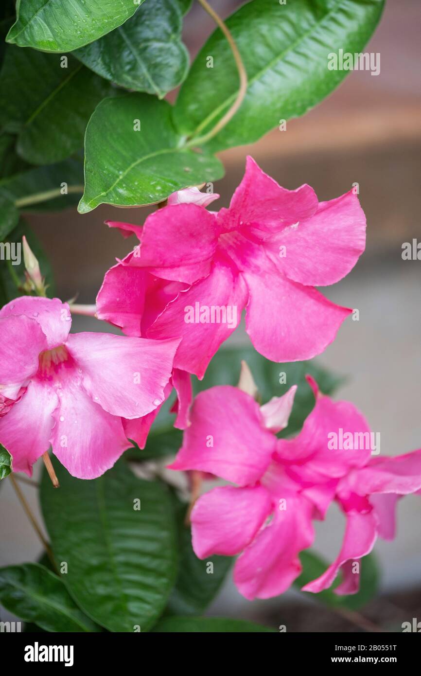 Mandevilla vine with pink flowers with raindrops growing in a flower bed in Oklahoma, USA. Closeup. Stock Photo
