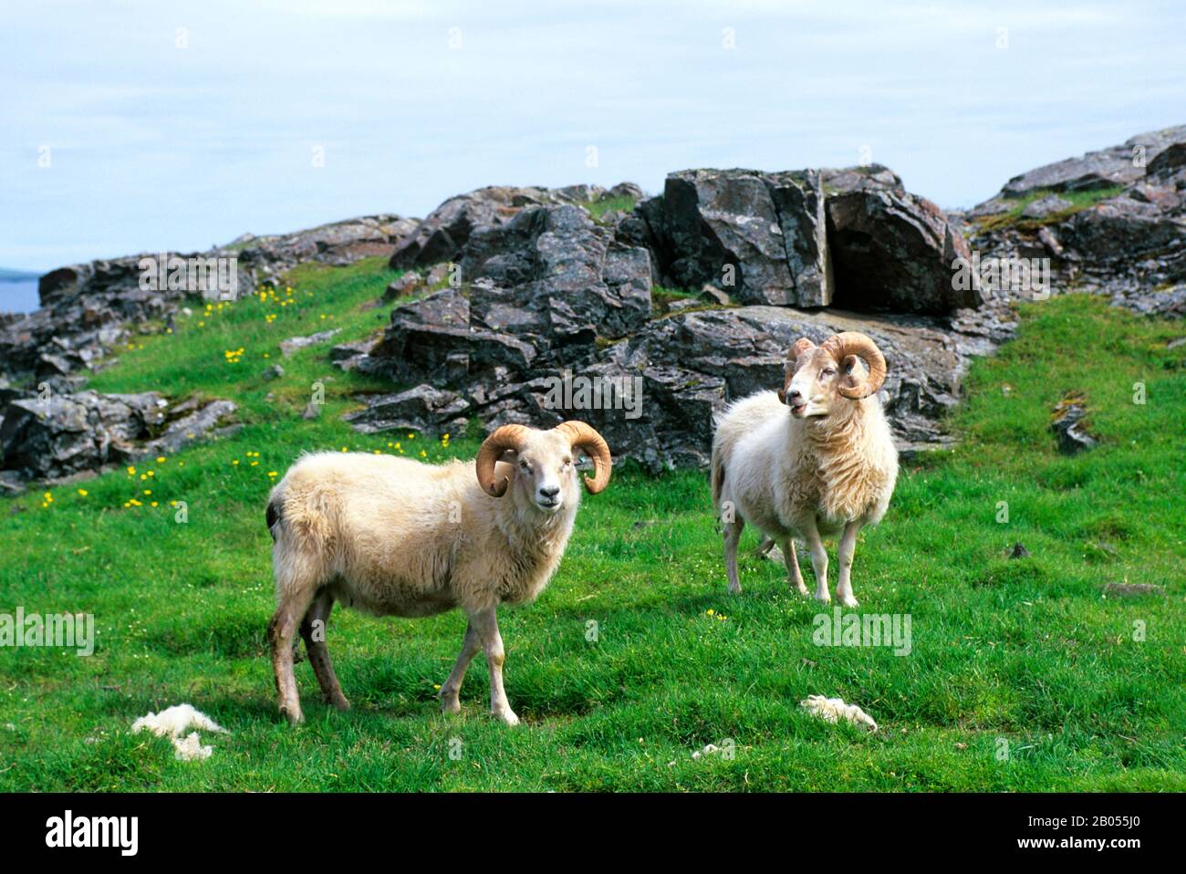 Iceland ram hi-res stock photography and images - Alamy
