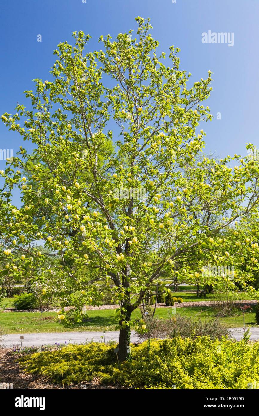 Yellow flowering Magnolia 'Yellow Bird' tree in spring, Montreal Botanical Garden, Quebec, Canada Stock Photo