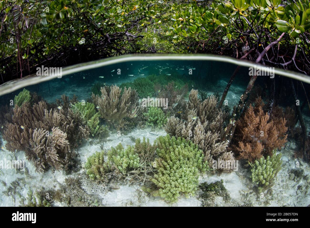 Corals and algae grows along the edge of a blue water mangrove forest in Raja Ampat, Indonesia. This tropical area is known for its high biodiversity. Stock Photo