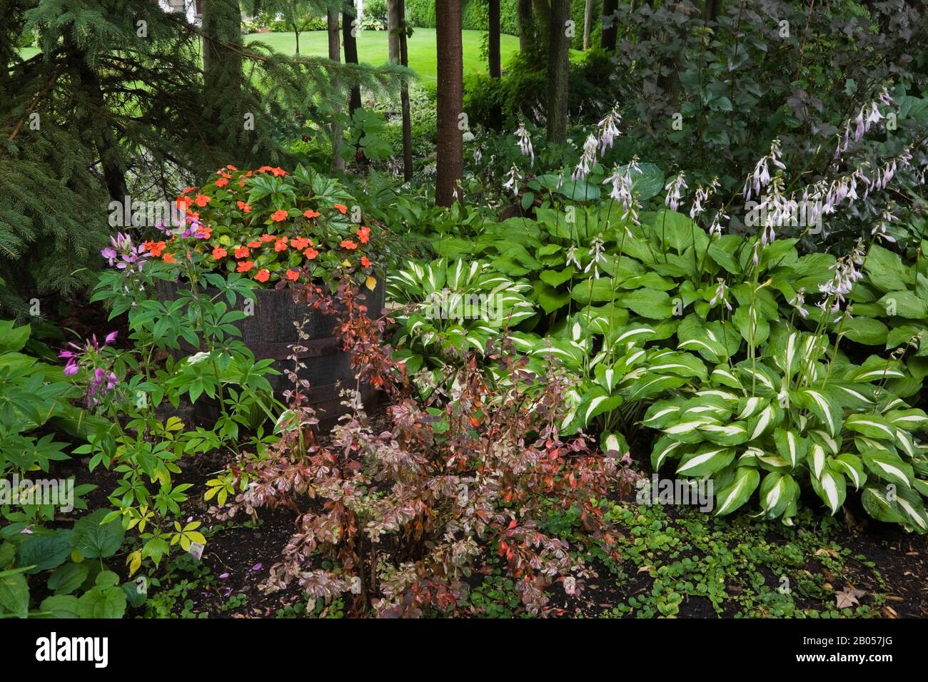 Old wooden barrel planter with red Impatiens bordered by evergreen tree, Hostas, Lysimachia nummularia 'Aurea' - Golden Creeping Jenny plants Stock Photo