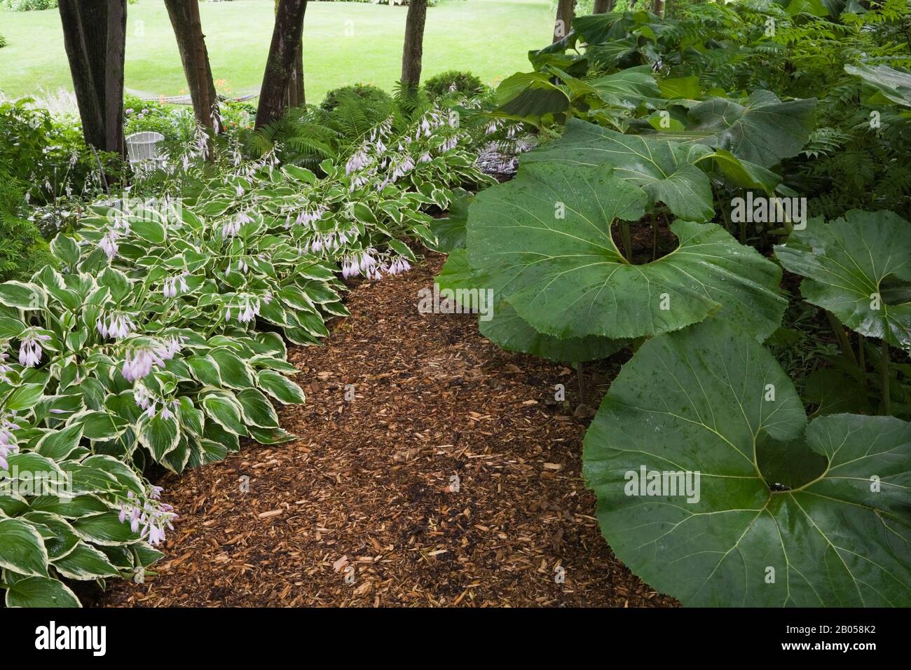 Garden path hostas hi-res stock photography and images - Alamy