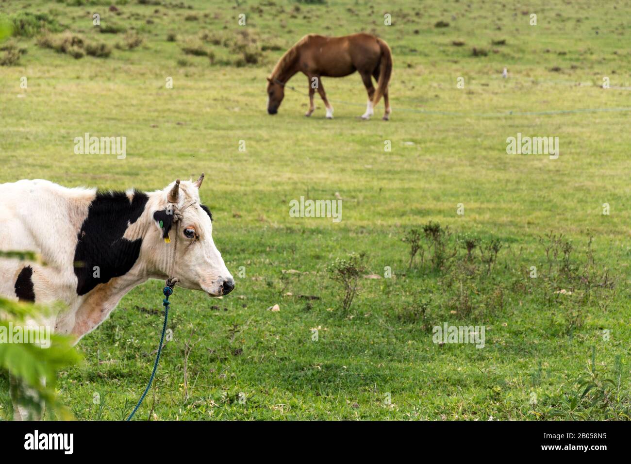 White cow with black spots and brown horse on the grass. Stock Photo