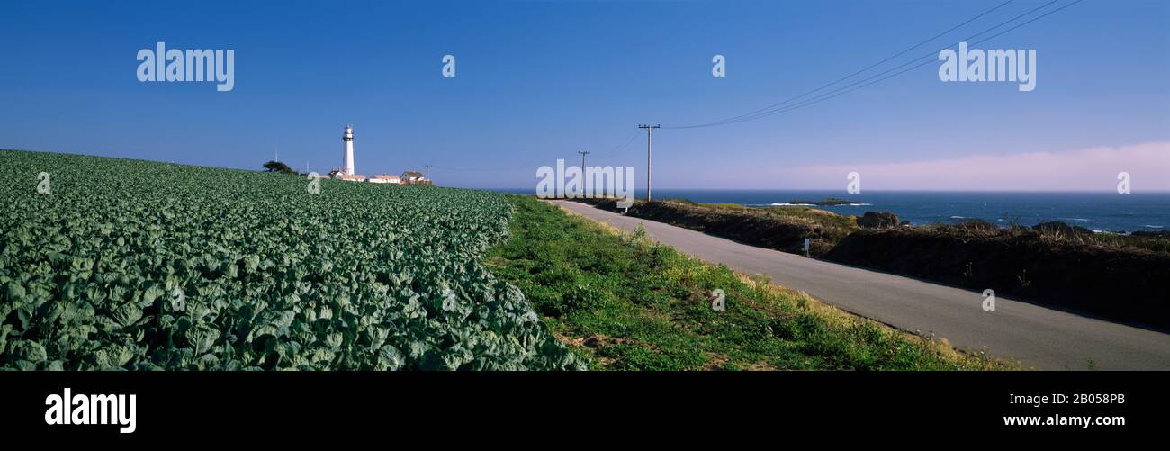 Brussels Sprout field with lighthouse in the background, Pigeon Point Lighthouse, California, USA Stock Photo