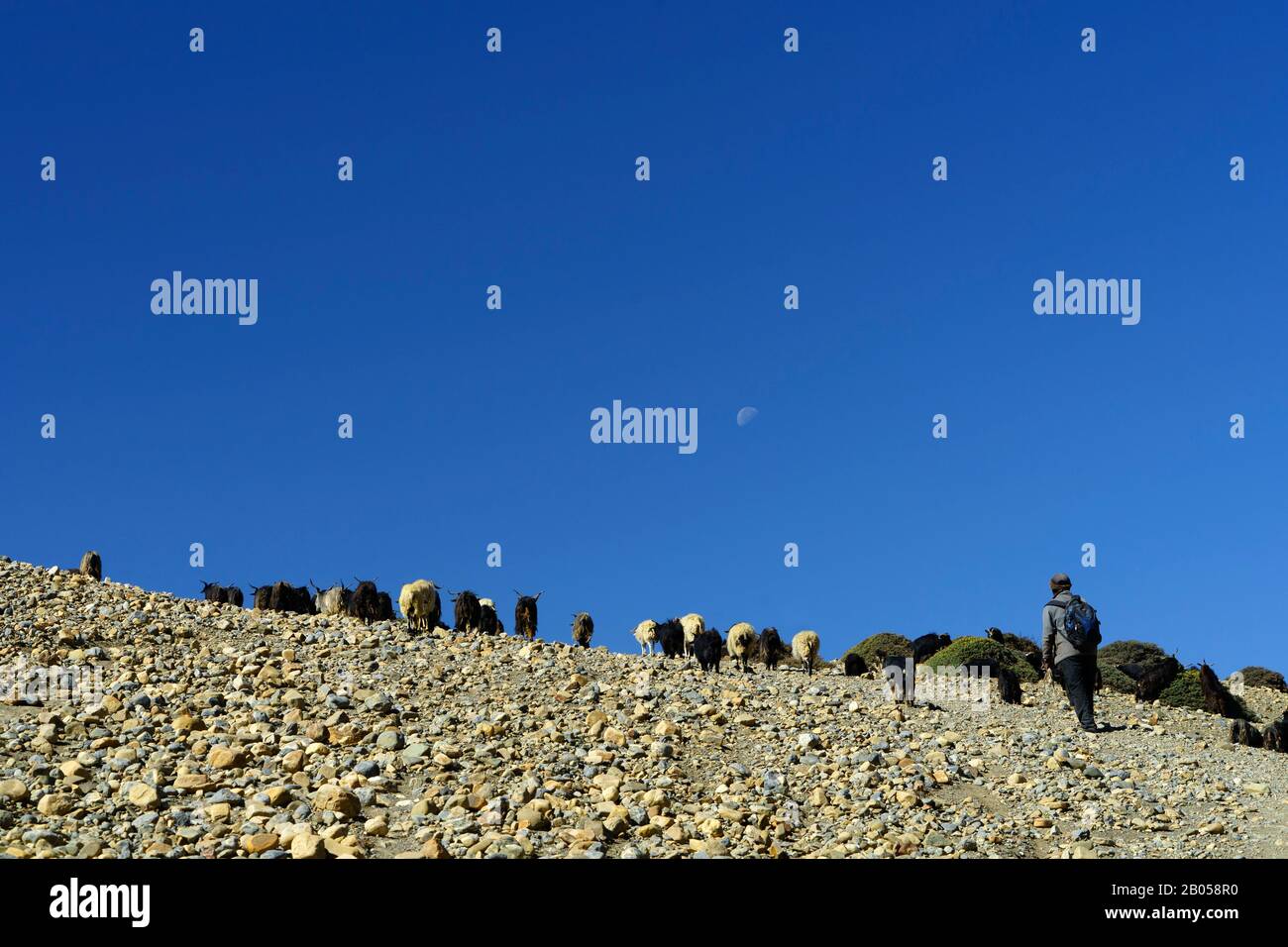 Goatherder leading his flock  to the top of a rocky hill, Upper Mustang region, Nepal. Stock Photo