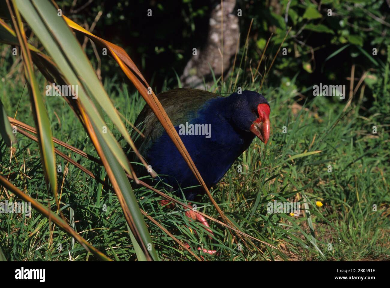 NEW ZEALAND, KAPITI ISLAND, BIRD SANCTUARY, Takahe (Porphyrio hochstetteri), ENDANGERED SPECIES Stock Photo