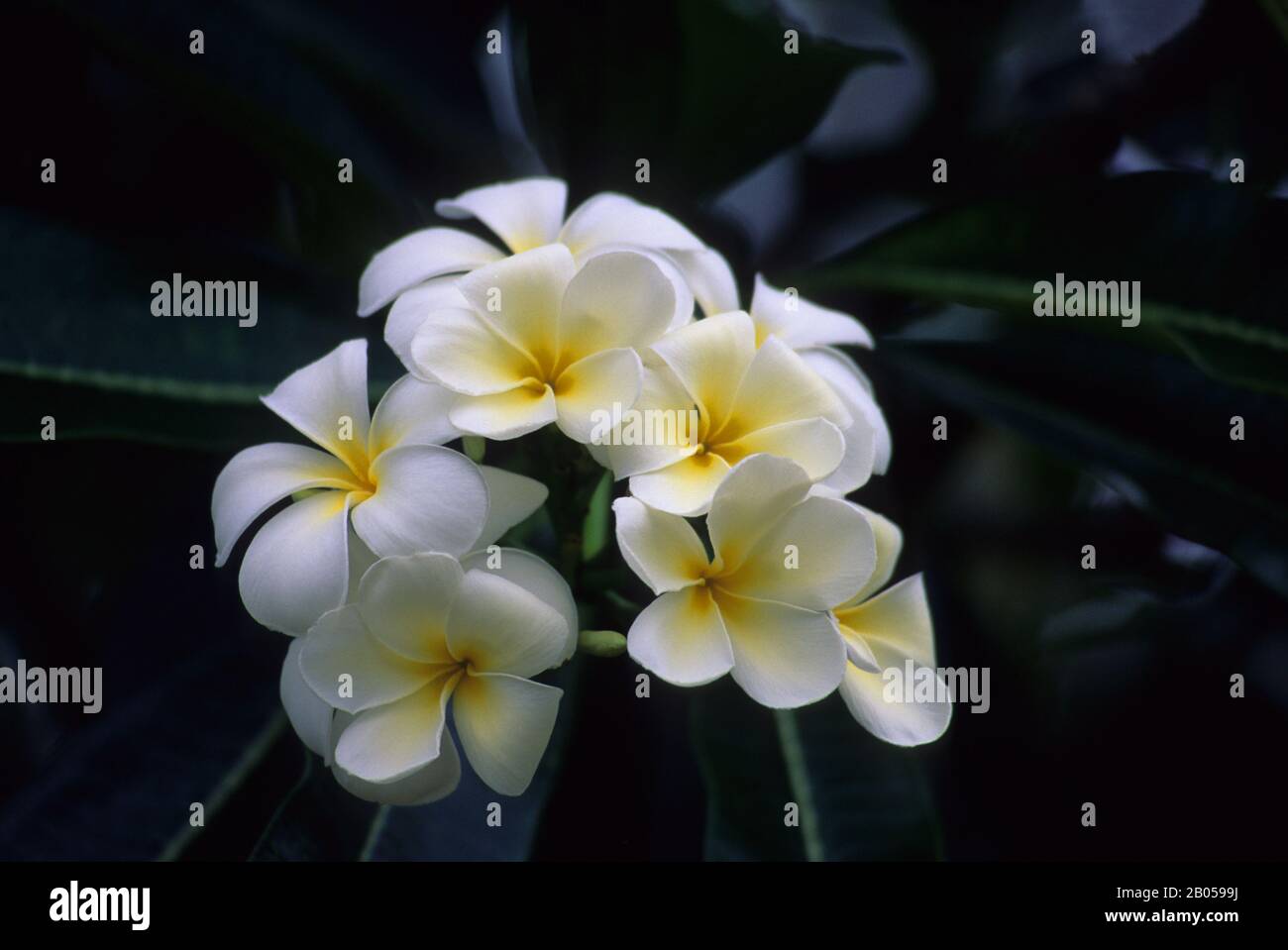 white cement freak 2