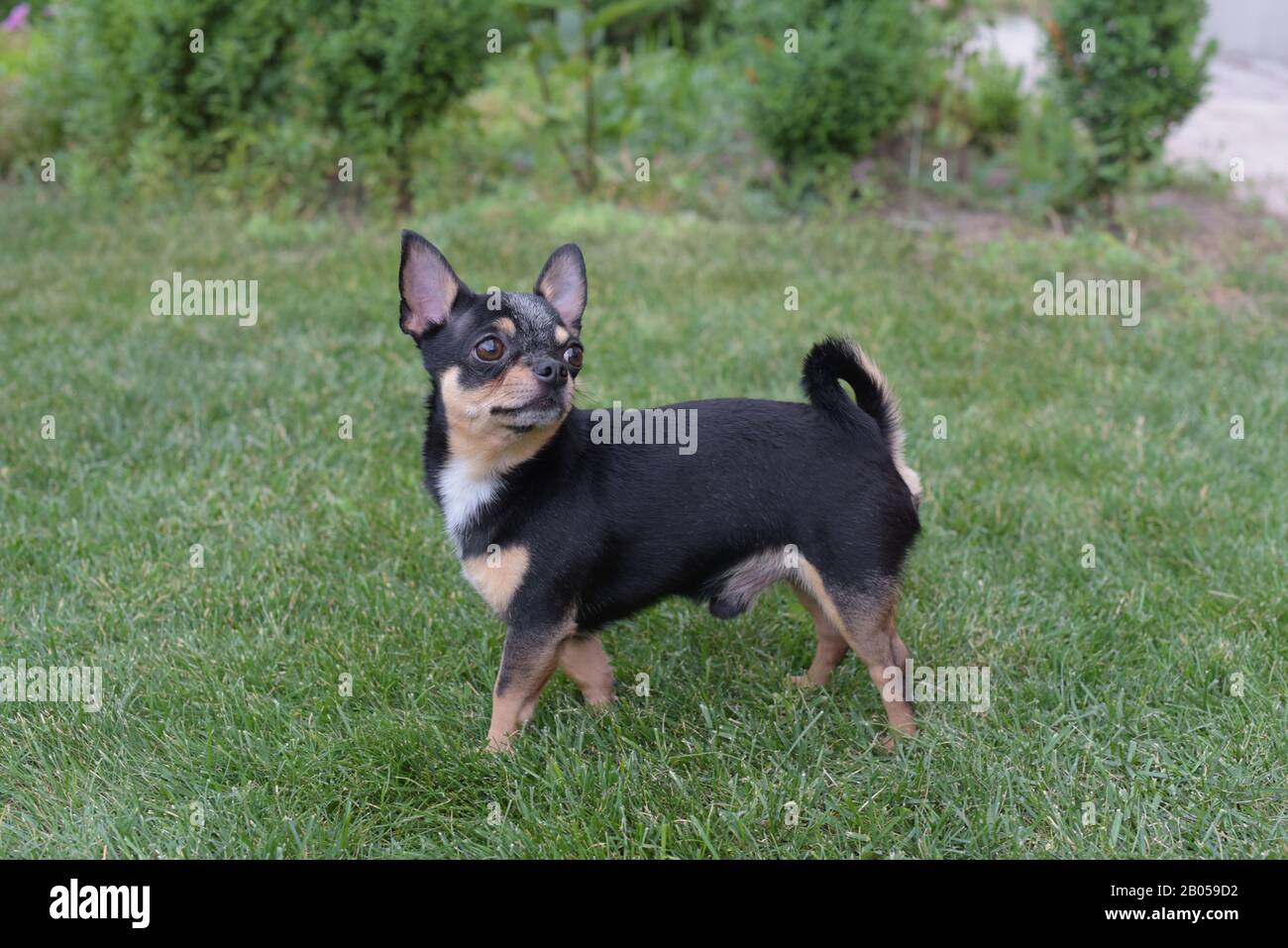 Black And Brown Chihuahua High Resolution Stock Photography And Images Alamy Black And Brown Chihuahua High Resolution Stock Photography And Images Alamy