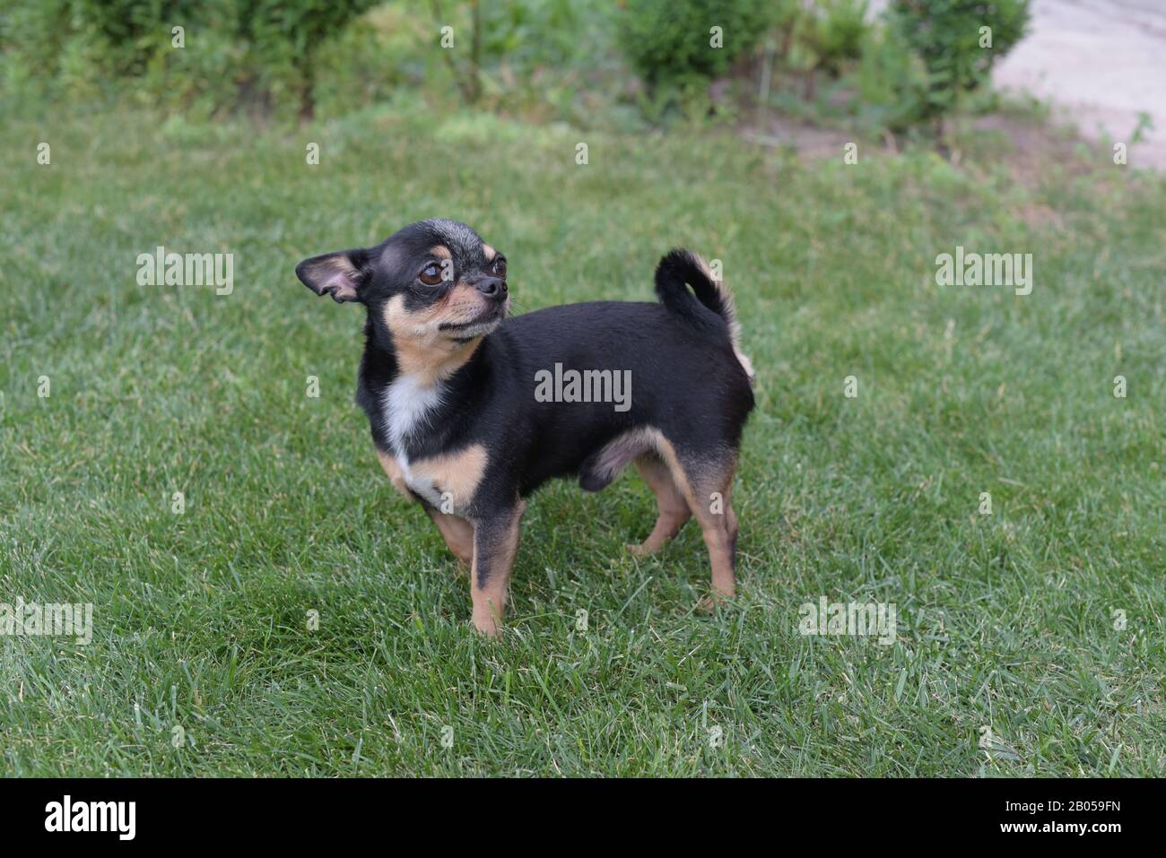Black And Brown Chihuahua High Resolution Stock Photography And Images Alamy