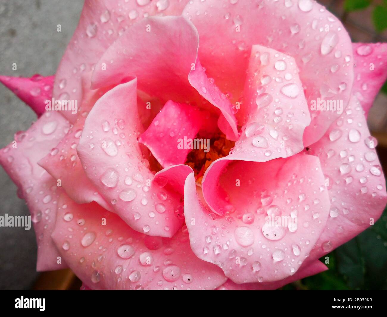 pink rose with water drops portrait close up Stock Photo