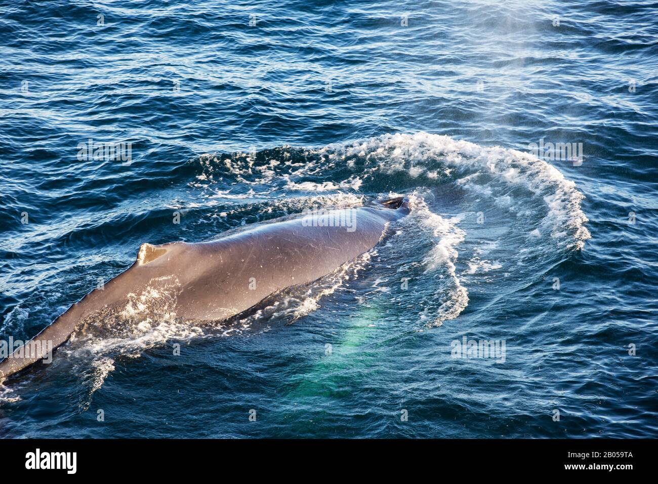 Humpback Whale (Megaptera novaeangliae) off the Arctowski Peninsular, Antarctica. Stock Photo