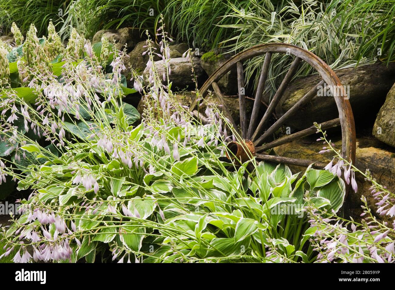 Mauve flowering Hosta plants, antique wooden wagon wheel, Phalaris arundinacea 'Picta' - Ornamental Ribbon Grass in rock edged border Stock Photo