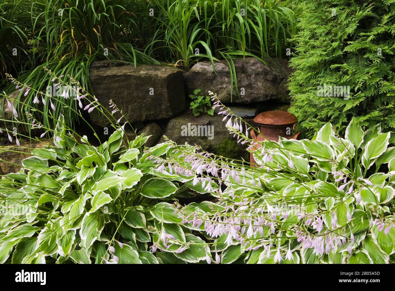 Rock edged border with mauve flowering Hosta plants, rusted antique milk can and Thuja occidentalis - Cedar tree in backyard garden in summer. Stock Photo