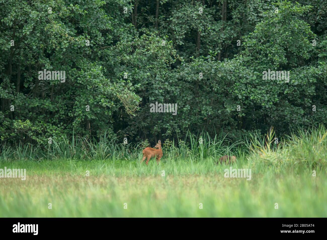 Roe deer fawns and spring hi-res stock photography and images - Alamy