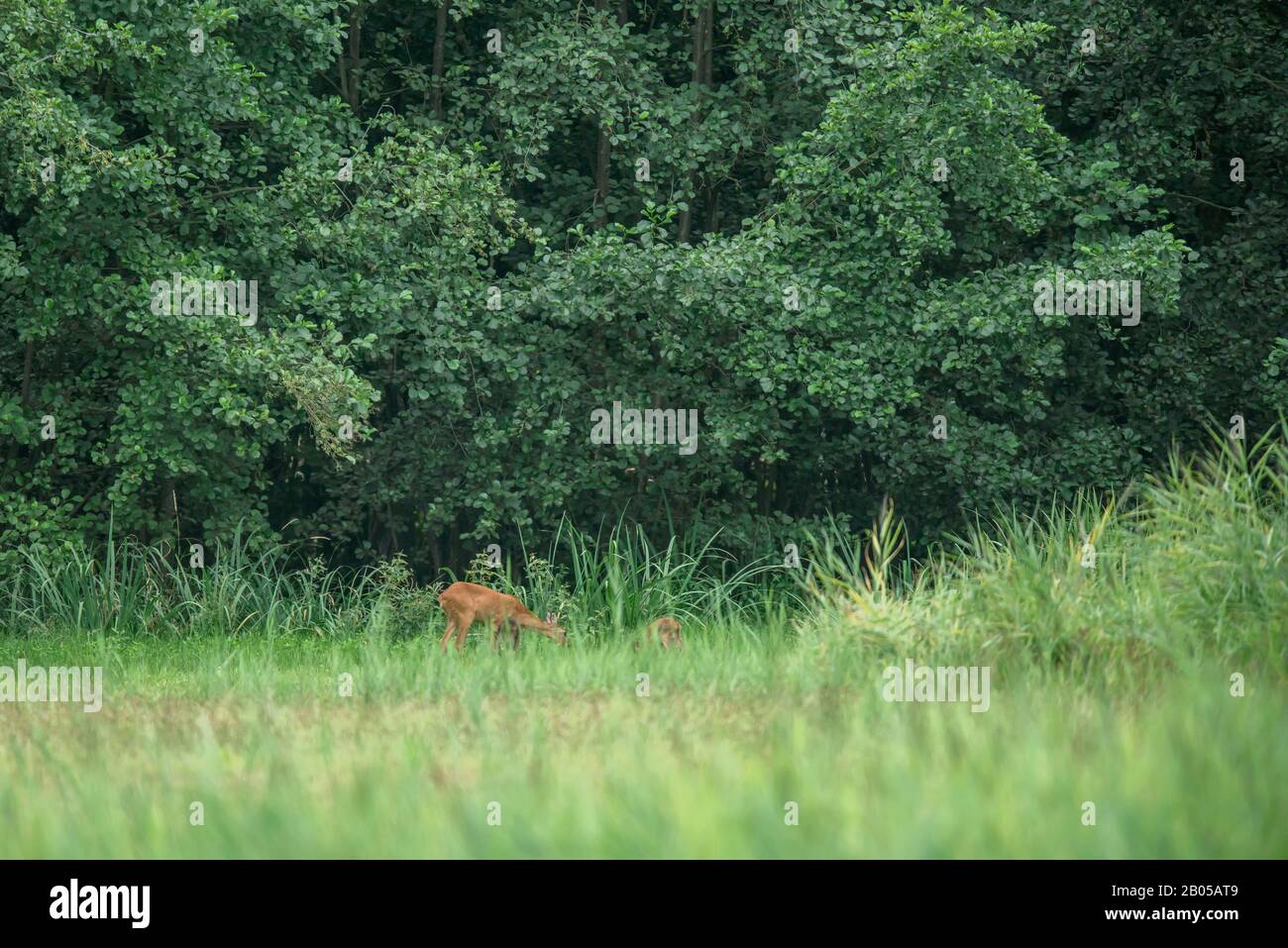 Roe deer fawns and spring hi-res stock photography and images - Alamy