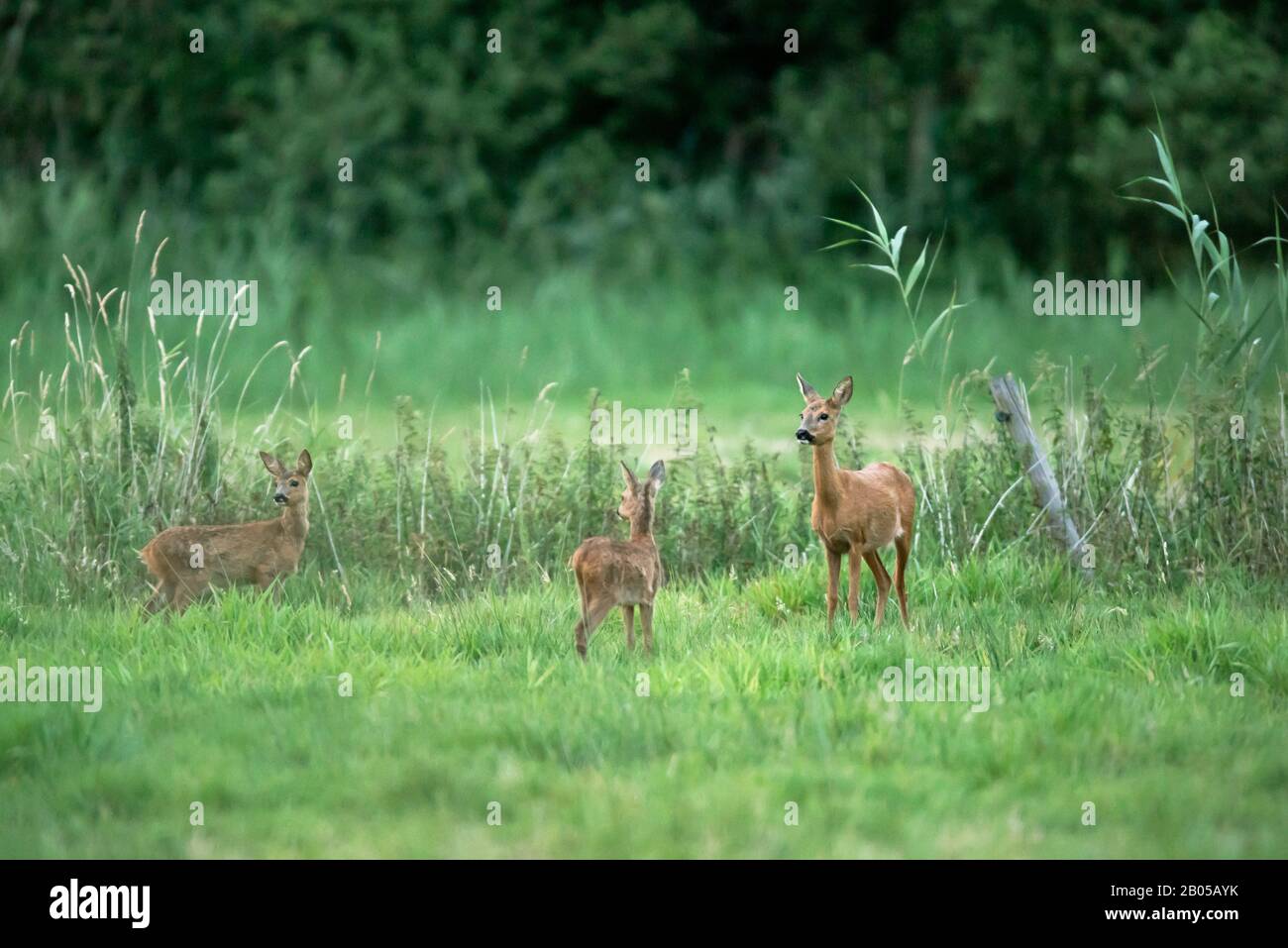 Roe deer doe and two fawns hi-res stock photography and images - Alamy