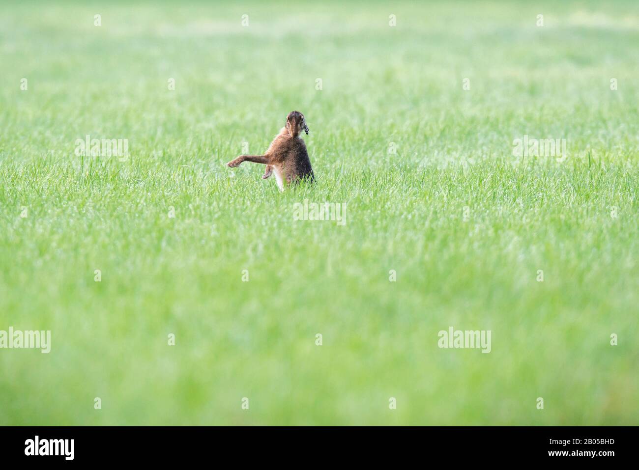 Hare in pasture washing fur. Stock Photo