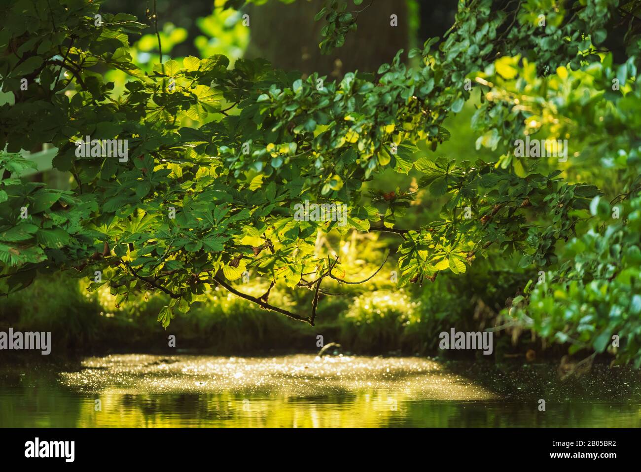 Over hanging trees garden hi-res stock photography and images - Alamy