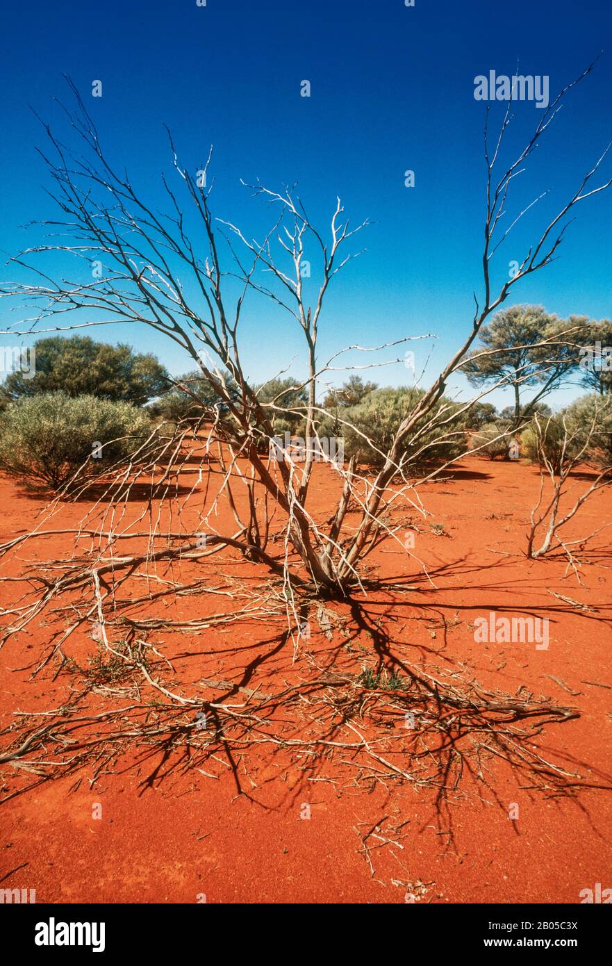 spindly vegetation on red earth, desert, Central Australia Stock Photo