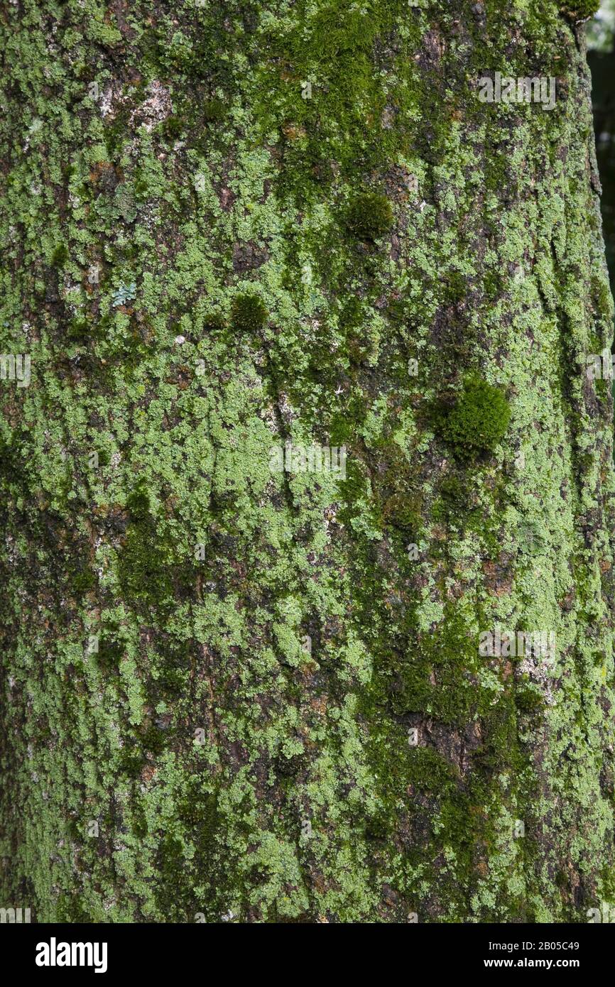 Close-up of Acer - Maple tree trunk covered with Lichen growth and green Bryophyta - Moss in summer. Stock Photo