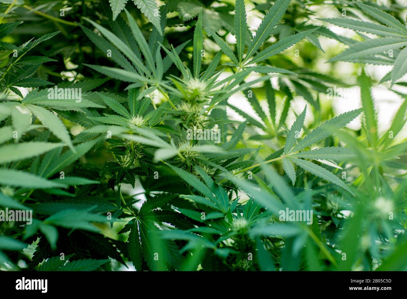 Close up cannabis plants hi-res stock photography and images - Alamy
