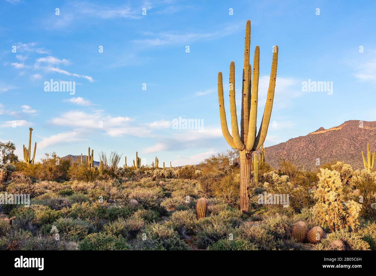 Sonoran Desert landscape with Saguaro cactus in Phoenix, Arizona Stock Photo