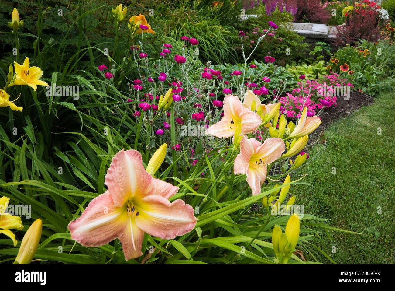 Border with perennial flowers such as  yellow, pink, white Hemerocallis - Daylilies, purple Phlox, Berberis thunbergii 'Rose Glow' - Japanese Barberry. Stock Photo