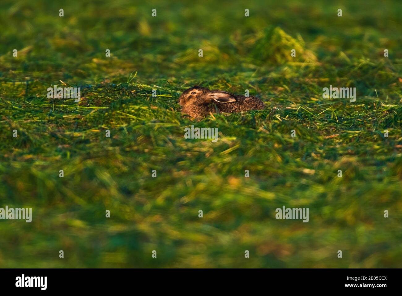 Hare sitting low in meadow in evening sunlight. Stock Photo