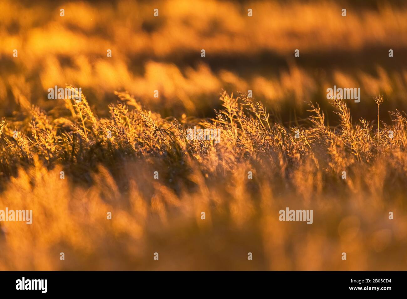 Field with tall grass in golden hour Stock Photo - Alamy