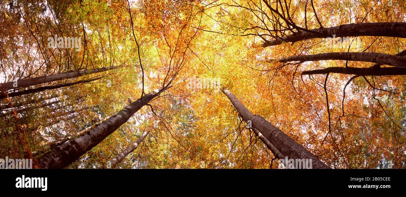 Low angle view of trees, Bavaria, Germany Stock Photo