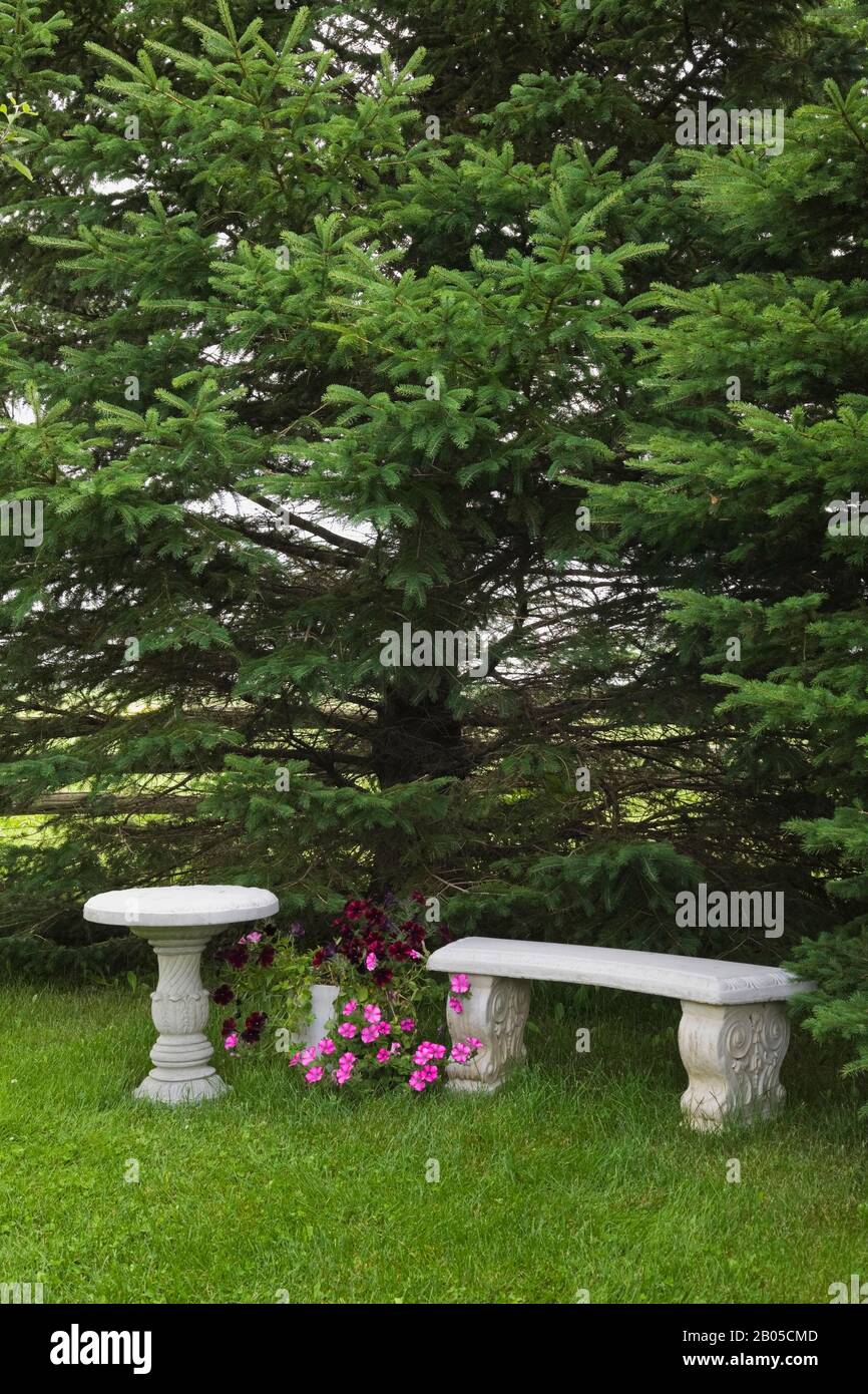 Purple and red Petunia flowers in a planter between a grey concrete pedestal birdbath and sitting bench underneath a Picea pungens - Spruce tree. Stock Photo