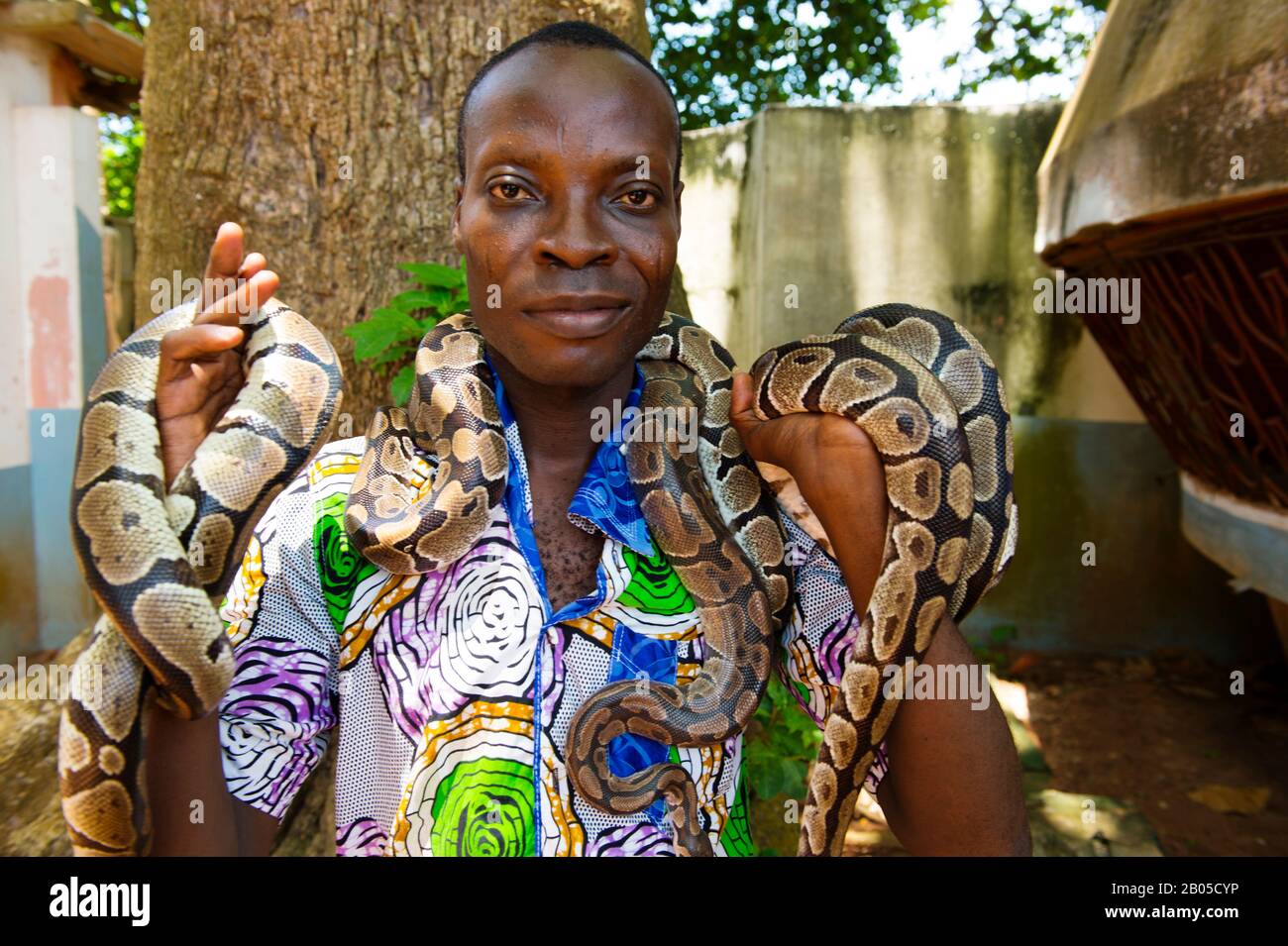 Man with pythons in the Temple of the Python in Ouidah, Benin Stock ...
