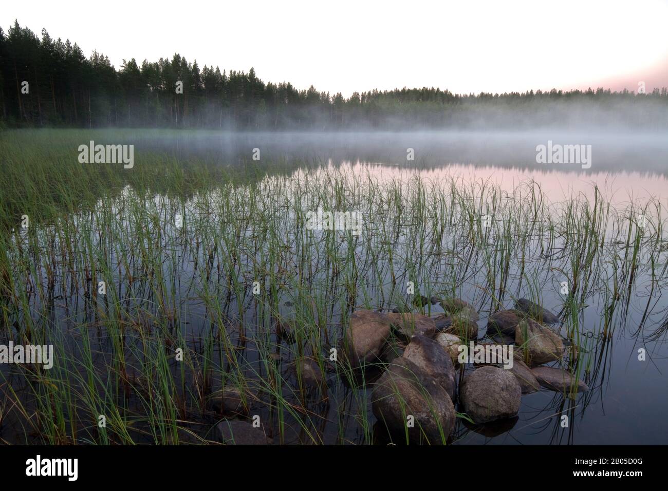 Taiga lake, Finland Stock Photo - Alamy