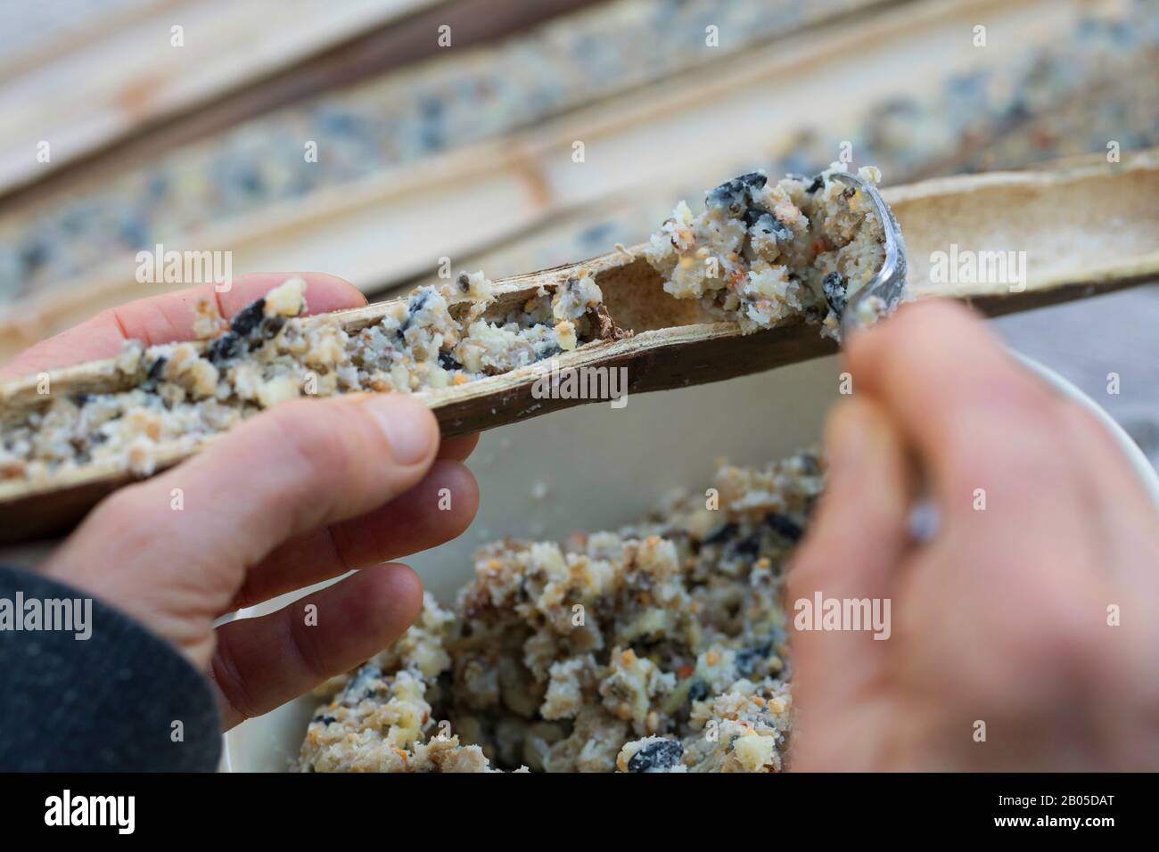 hollow plant stems are halved to fill with selfmade bird food, Germany Stock Photo