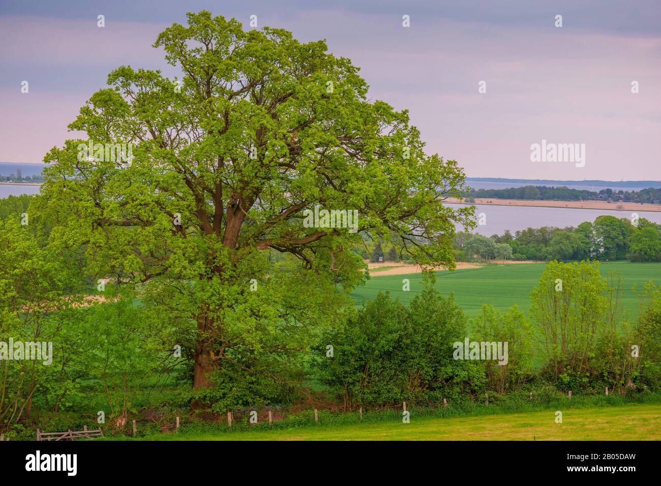 oak (Quercus spec.), old pastoral oak in spring near Stoefs, Germany, Schleswig-Holstein, Ostholstein, Luetjenburg Stock Photo