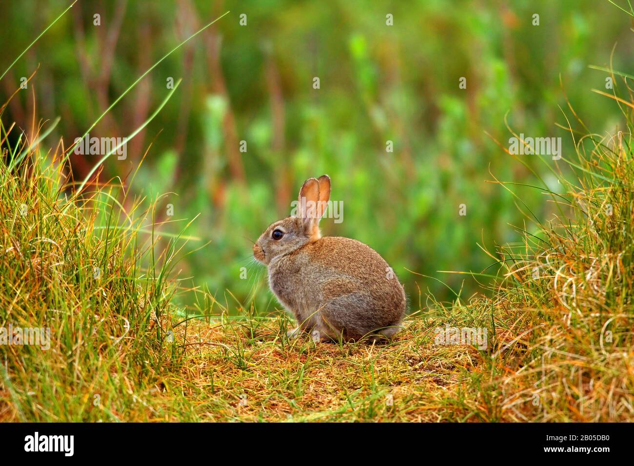 European rabbit (Oryctolagus cuniculus), sitting, side view, Germany, Lower Saxony, Norderney Stock Photo