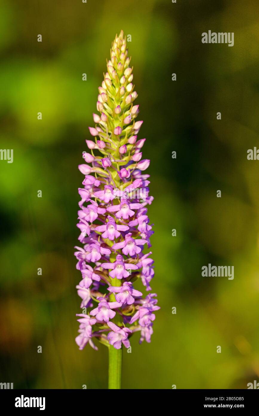 Fragrant orchid (Gymnadenia conopsea), inflorescence, Germany, Bavaria Stock Photo