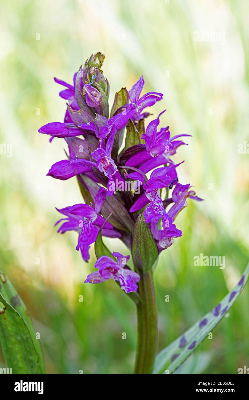 western marsh-orchid (Dactylorhiza majalis), inflorescence, Germany, Bavaria Stock Photo
