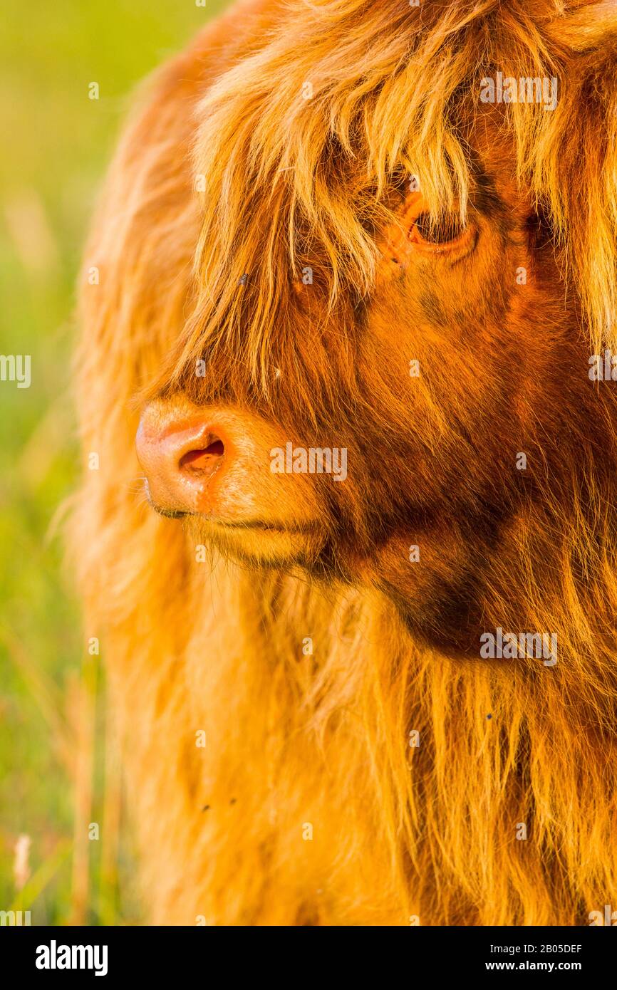 Scottish Highland Cattle, Kyloe, Highland cow, Heelan coo (Bos primigenius f. taurus), portrait, Netherlands, South Holland, Berkheide Stock Photo