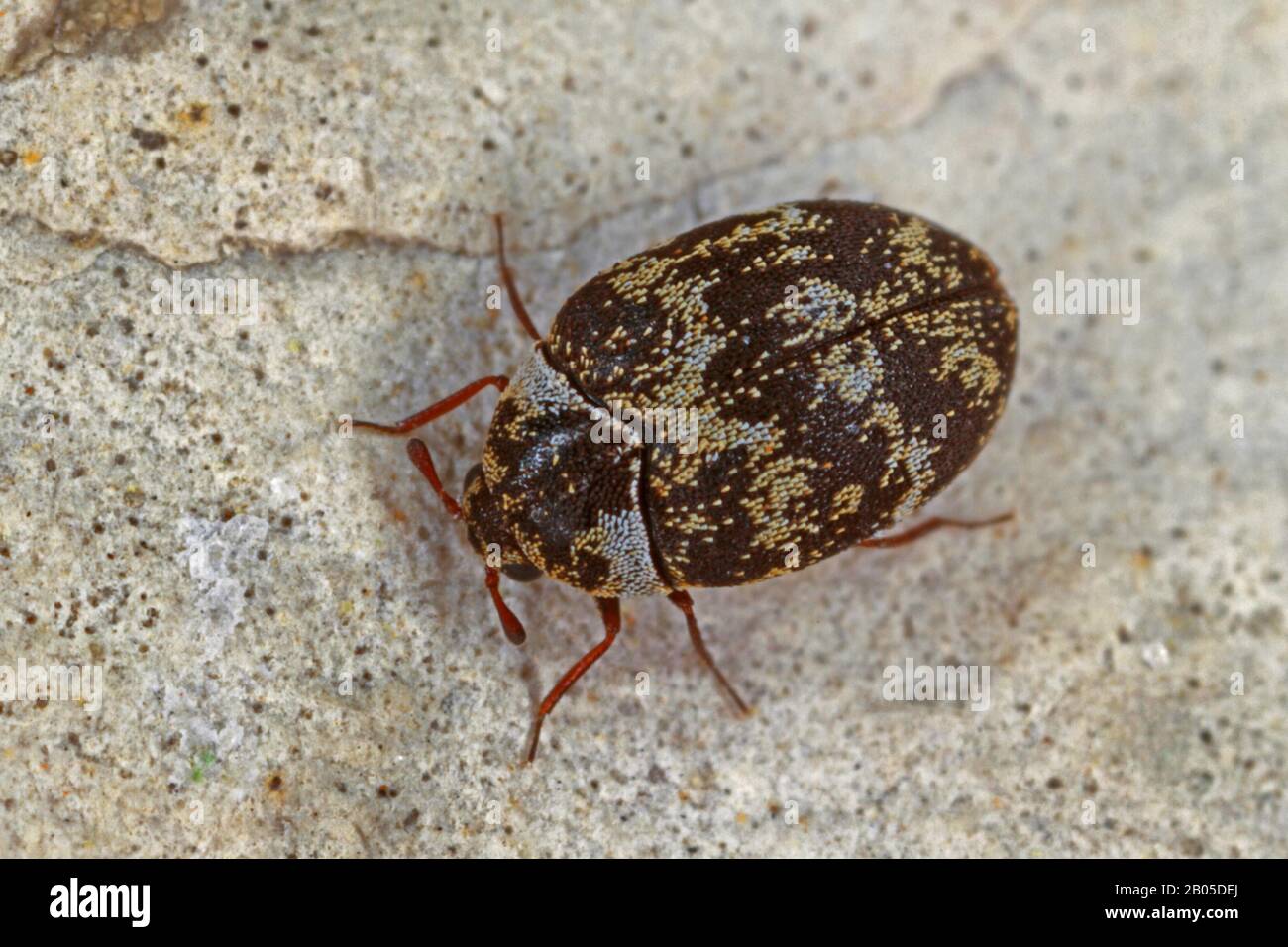 skin beetles (Anthrenus fuscus), sits on a stone, Germany Stock Photo
