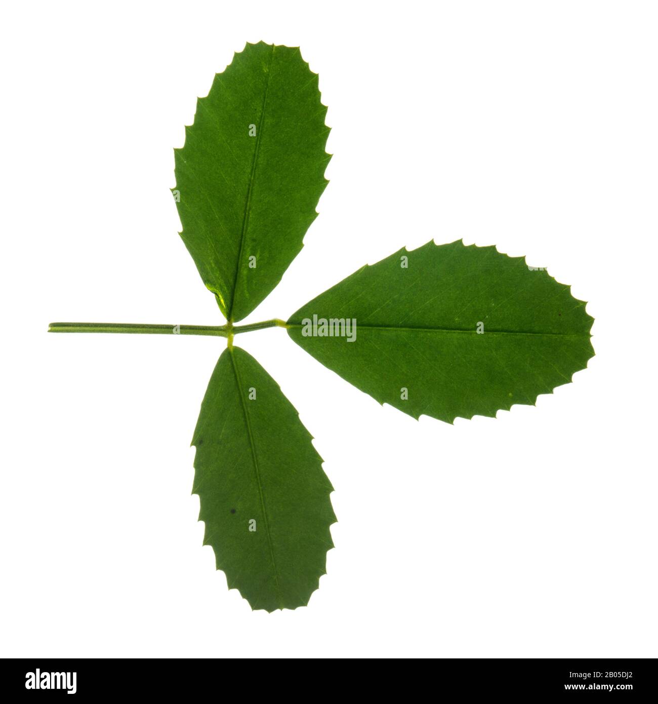 white melilot, white sweetclover (Melilotus albus, Melilotus alba), leaf, cutout, Germany Stock Photo
