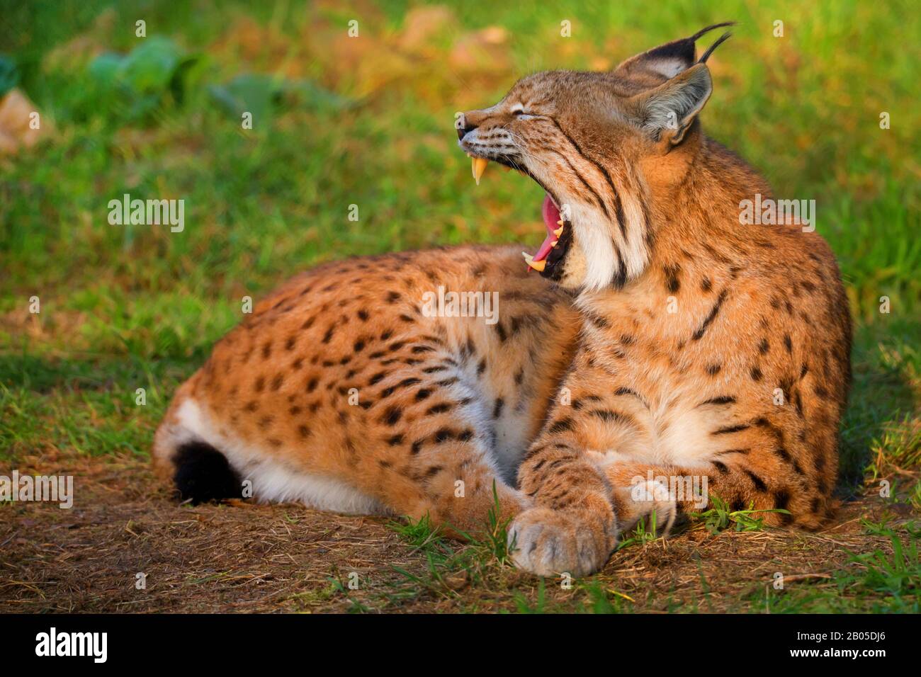 Eurasian lynx (Lynx lynx), yawning, Germany Stock Photo - Alamy