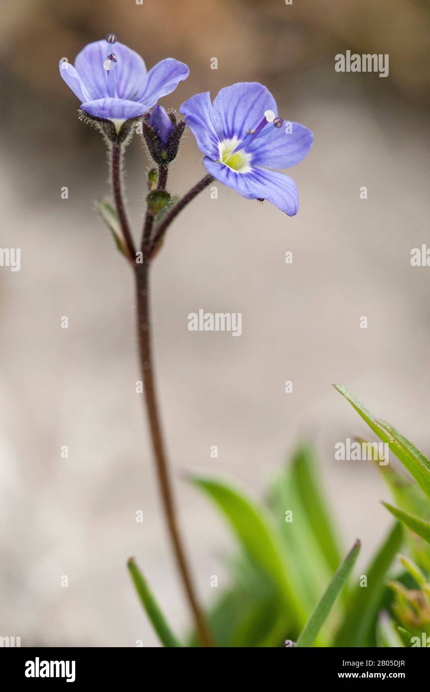 Leafless speedwell (Veronica aphylla), flowers, Germany Stock Photo