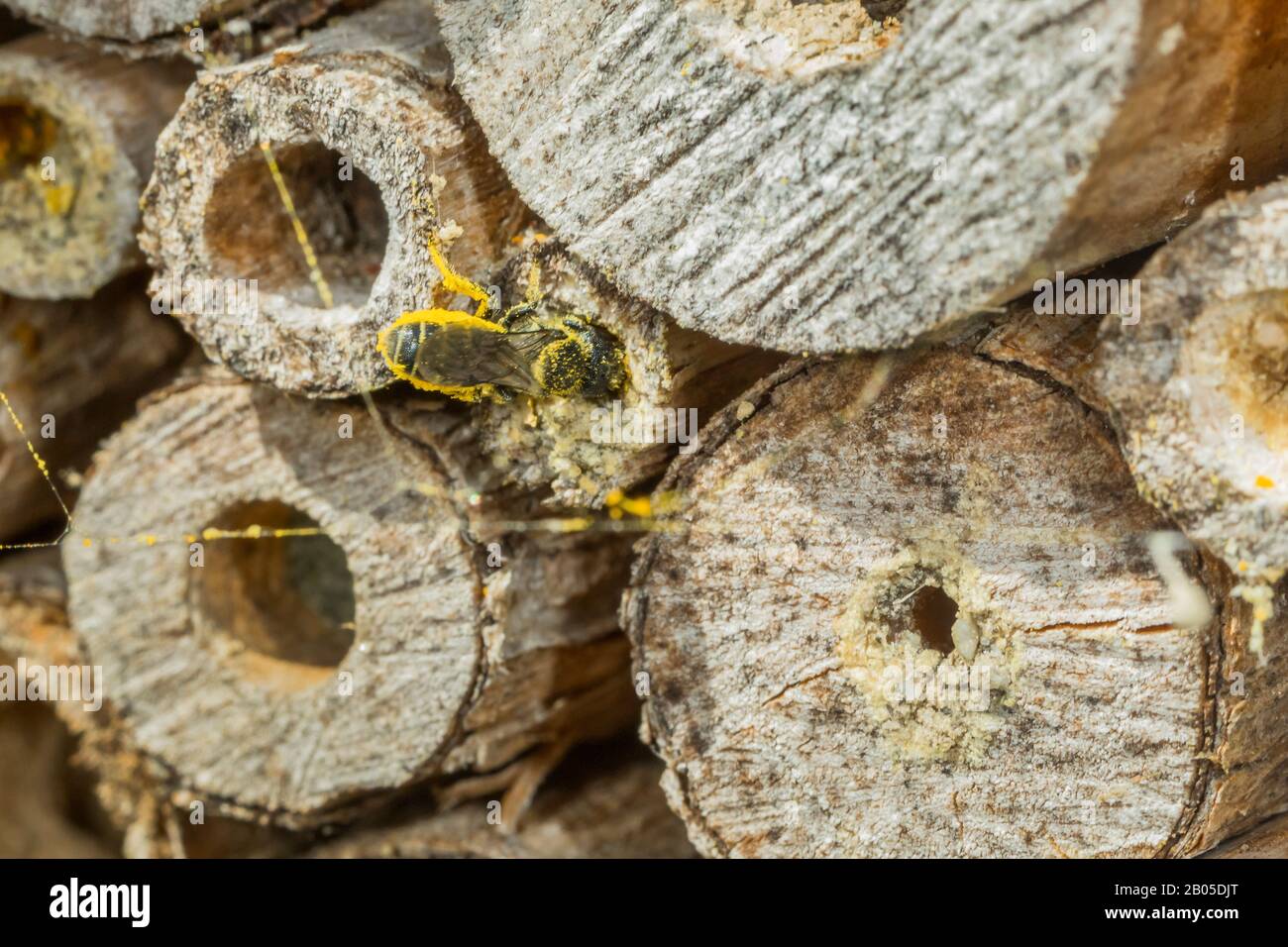 mason bees (Osmia spec.), with collected pollen at an insect hotel, Germany, Bavaria, Niederbayern, Lower Bavaria Stock Photo