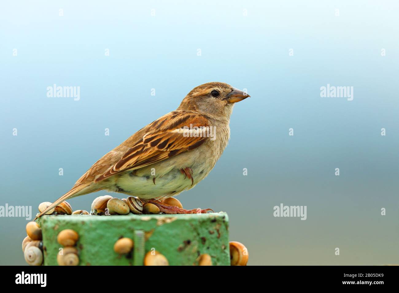 house sparrow (Passer domesticus), female perching on a post, Montenegro, Ulcinj Stock Photo