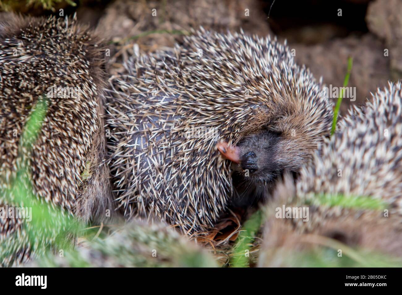 Western hedgehog, European hedgehog (Erinaceus europaeus), young licks its spines and insalvates itself, Germany, Bavaria, Niederbayern, Lower Bavaria Stock Photo