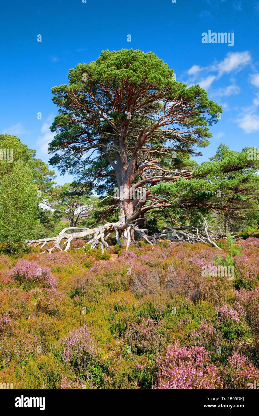 Scotch pine, Scots pine (Pinus sylvestris), old pine with uncovered roots in blooming heath, United Kingdom, Scotland, Cairngorms National Park Stock Photo