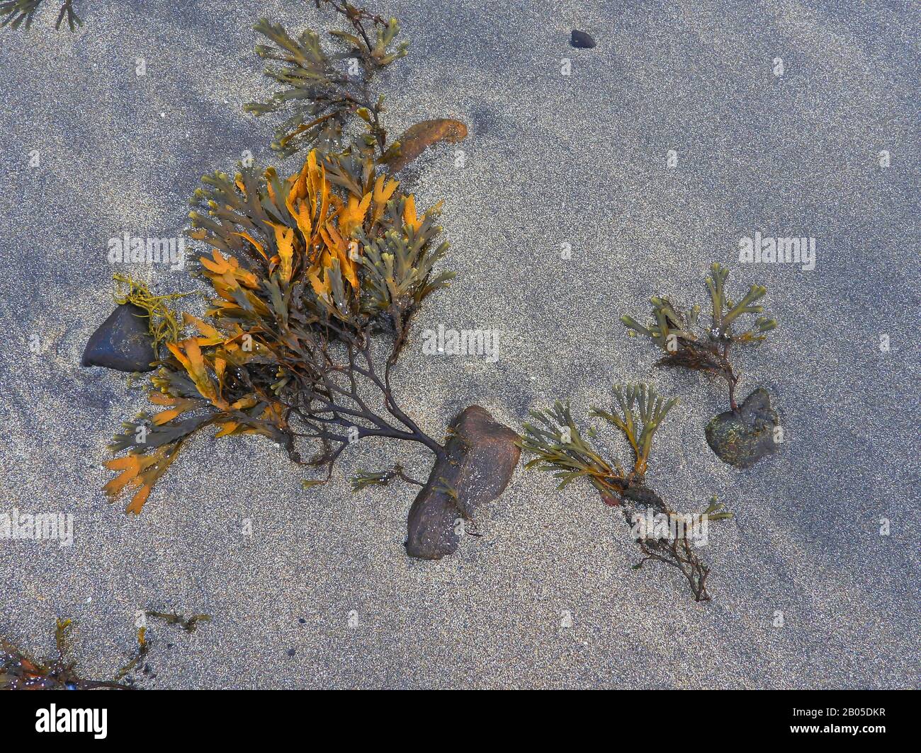 Black wrack, Toothed wrack, Serrated wrack, Saw Wrack (Fucus serratus), lying on the beach at ebb tide, Norway, Troms Stock Photo