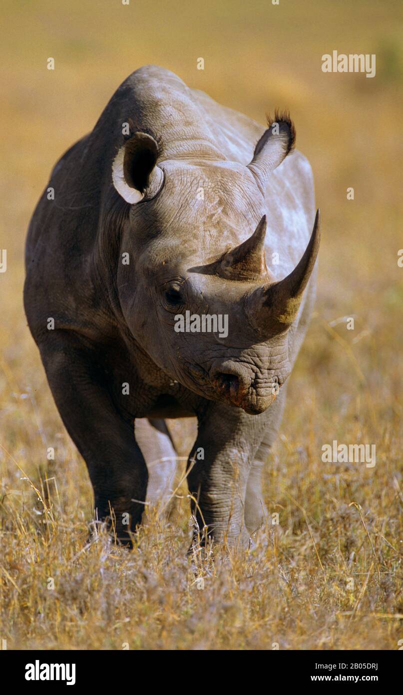 black rhinoceros, hooked-lipped rhinoceros, browse rhinoceros (Diceros bicornis), standing in the savannah, front view, Africa Stock Photo